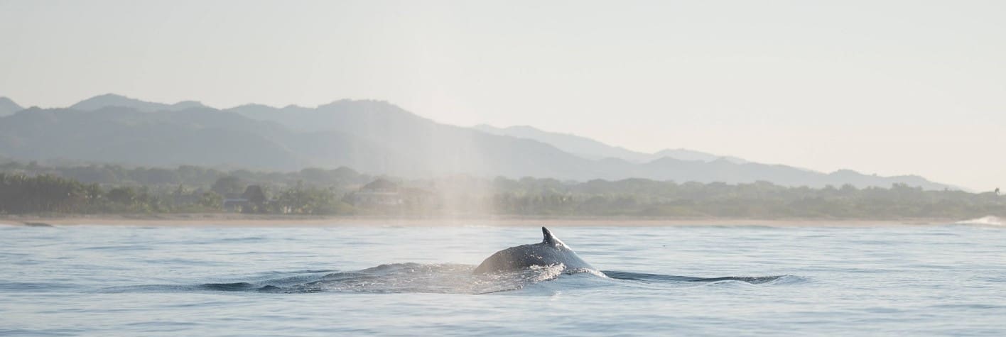 ballena jorobada