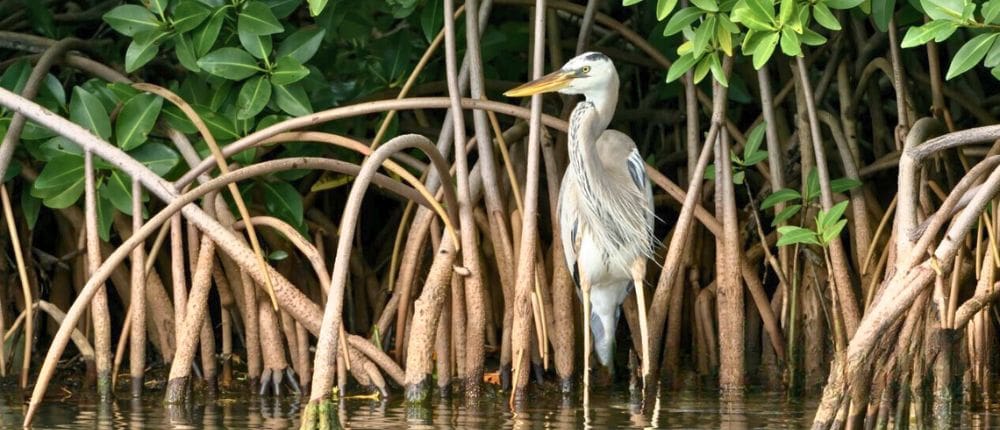 Bird in the mangrove