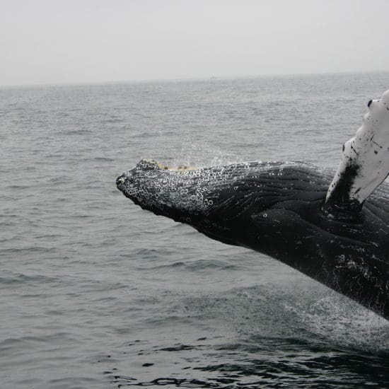 ballenas