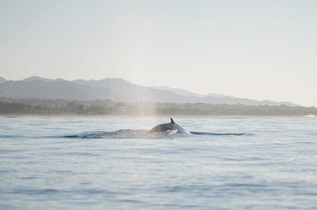 Ballenas Archives Puerto Escondido