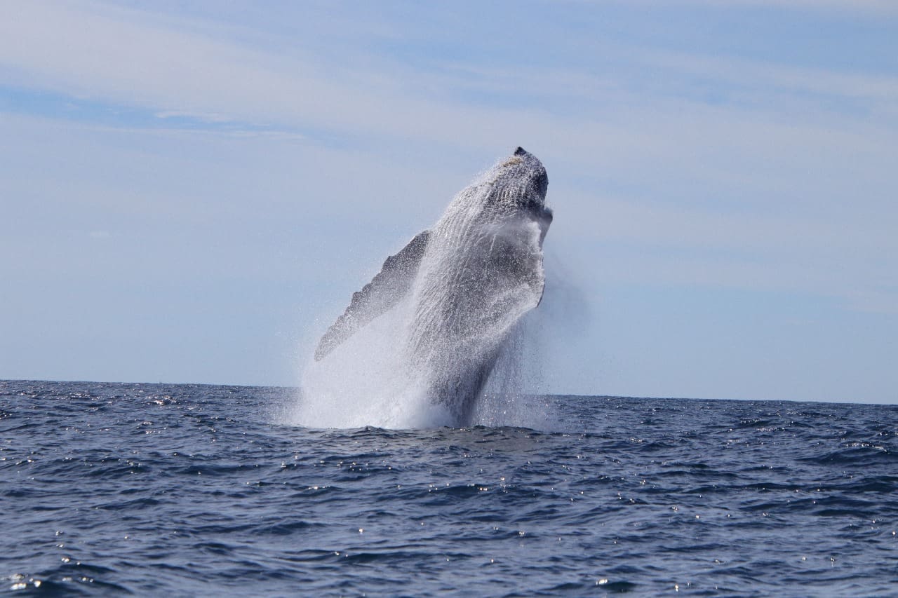 ballena saltando