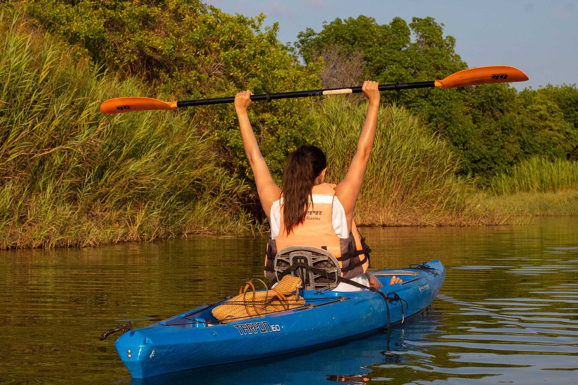 kayak mangrove banner