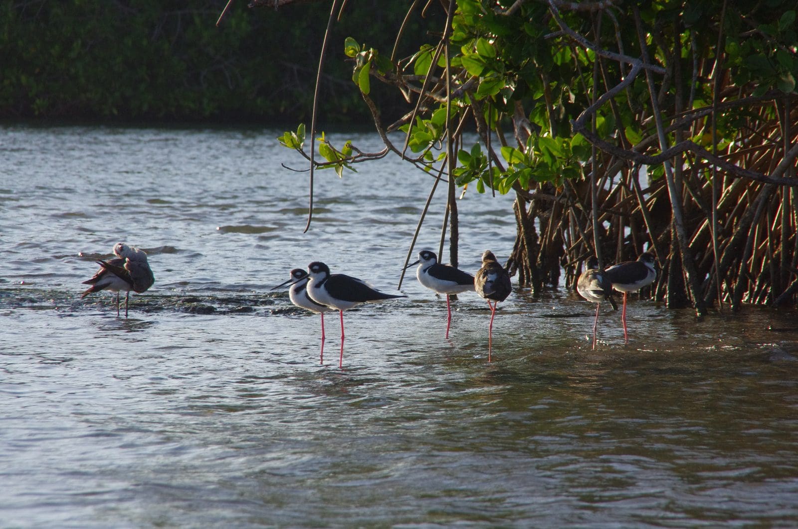 bird watching banner